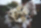 3AAA7665-AFDD-4958-9503-353EE85BA4DA.jpeg