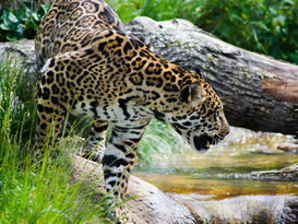 International Day of the Jaguar – June 11th