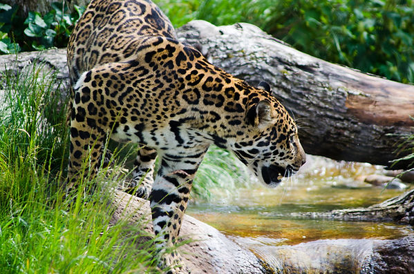 JAGUAR HUNTING