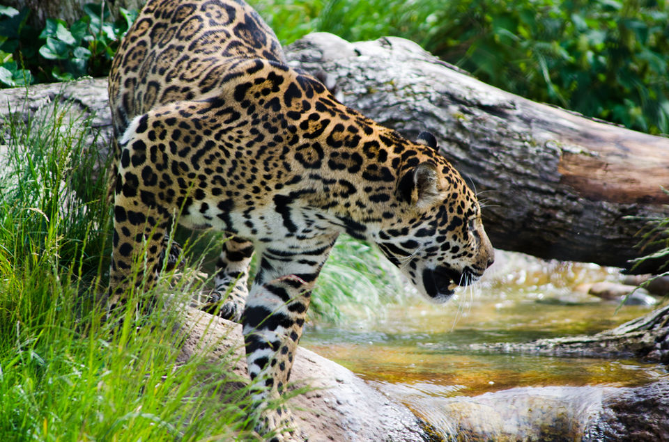 Jaguar