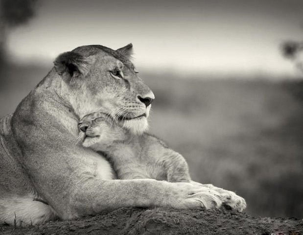 Mothers-love-their-children-animals-20186514-619-480.jpg