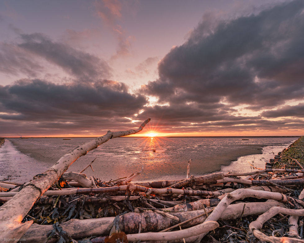 Treibholz im Wattenmeer bei Norddeich