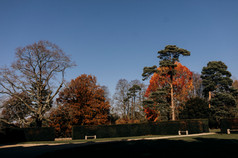 dell trees autumn red leave red oak.jpg
