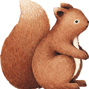 Drawing of Squirrel