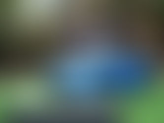 Prelude/CR-V e:HEV 六月發售、ZR-V 年中推出，Honda Taiwan 2026 國產進口新車連發