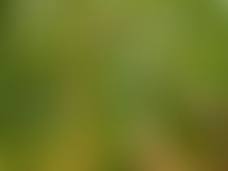 Specialist Tree Service: Ensuring Health and Safety for Your Trees