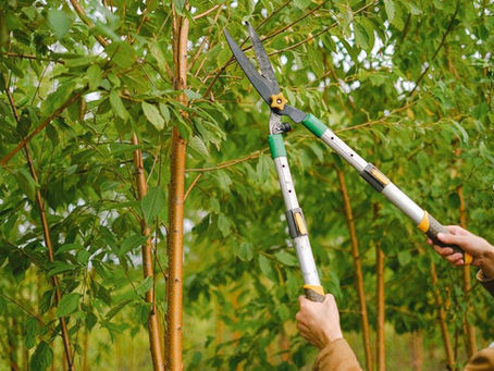 Specialist Tree Service: Ensuring Health and Safety for Your Trees