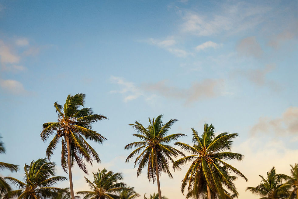 palm trees_edited_edited.jpg
