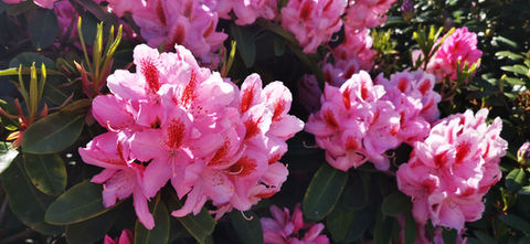 Blühende Rhododendren in unserem grossen Garten