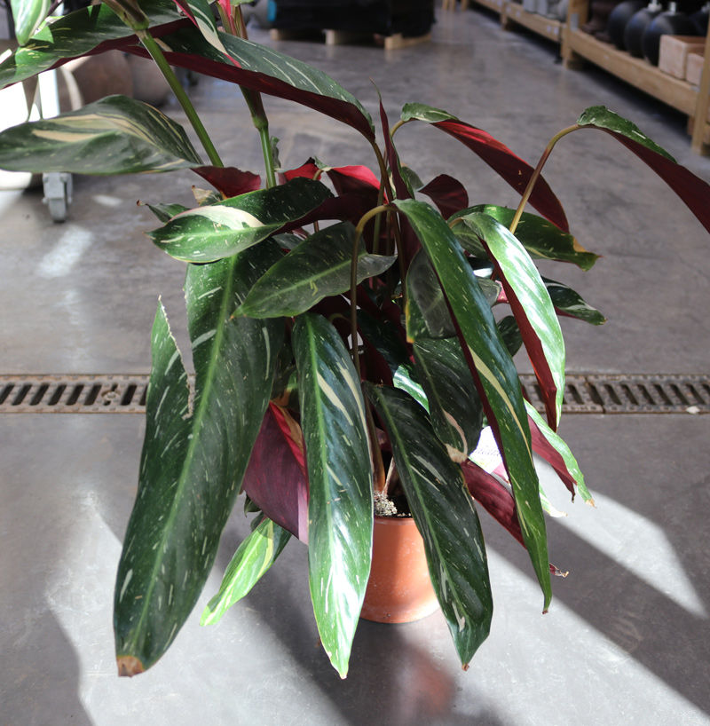 Calathea Mix