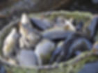 Aquaculture-in-Latvia-Latvian-Fisheries-Cooperation-Network-2.jpeg
