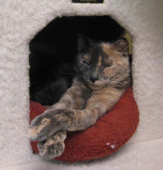 Claire - Adopted Nov 2017