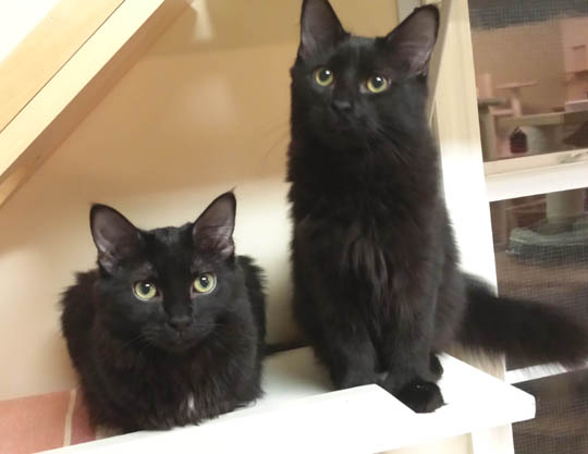 - Adopted all together!