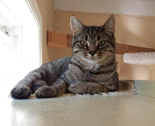 Roger - Adopted Dec 2015!