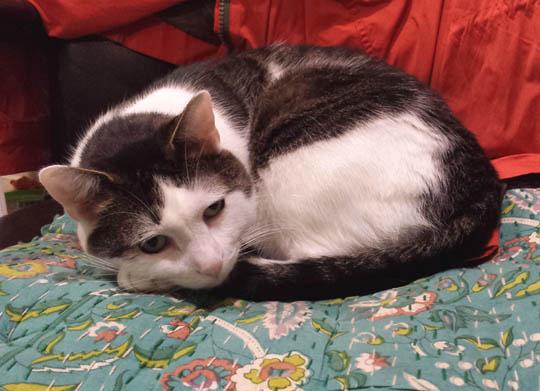 Charlie - Adopted August 2015!