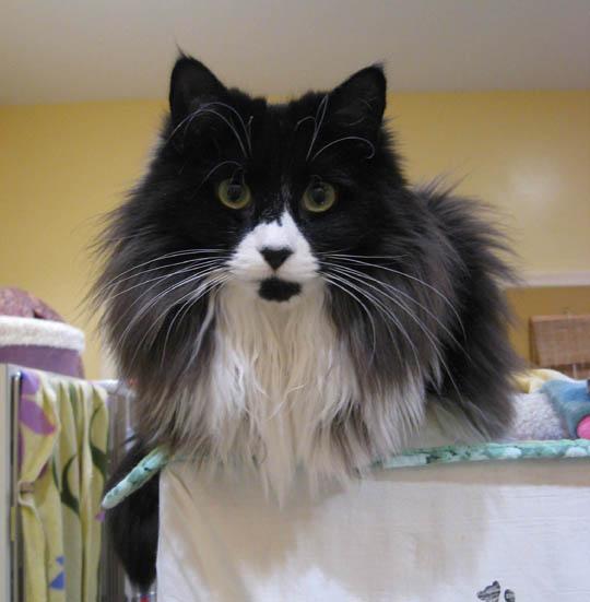 BonnieLou - Adopted Jan 2016!