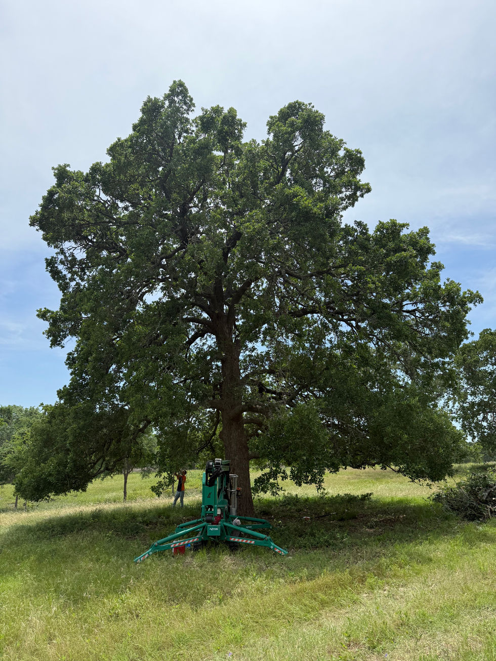 Post Oak in College Station