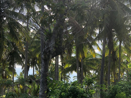 ROOTS & AGRICULTURE IN NARRA, PALAWAN