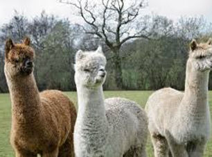 Alpaca.jpg