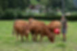 Tiere auf dem Ferienbauernhof im Schwarzwald