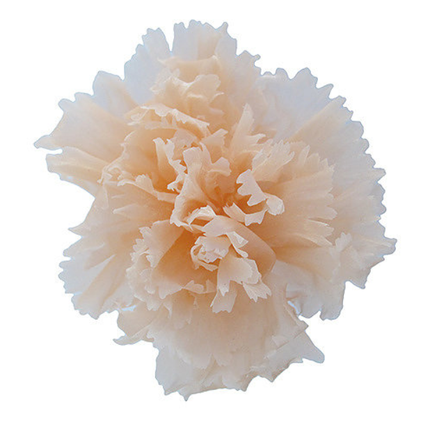 Thumbnail: Mini Carnation