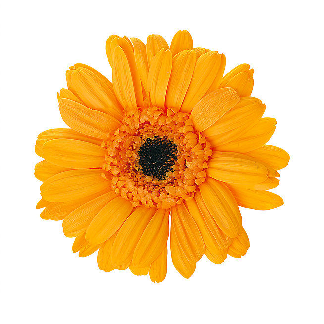 Thumbnail: Gerbera