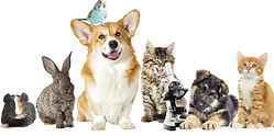 Pet_edited.jpg