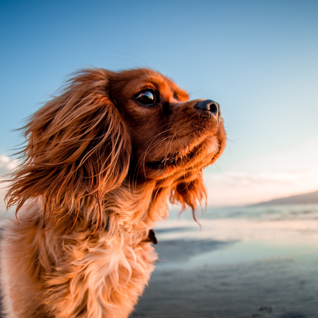 Protecting Your Pet: Pet Insurance and its Benefits