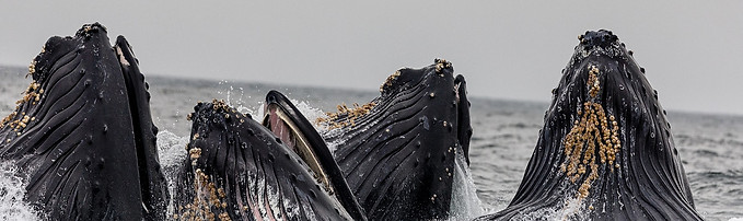 Avistamiento de ballenas