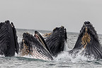 Pod of Whales