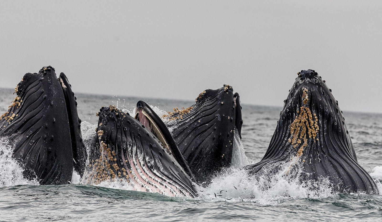 Pod of Whales