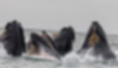 Vaina de ballenas
