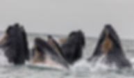 Pod of Whales