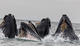Vaina de ballenas