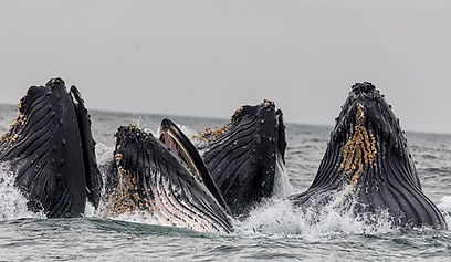 Pod of Whales