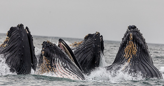Humpback-Whale-Falmouth-Cornwall-AK-Wildlife-Cruises