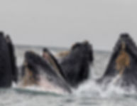 Pod of Whales