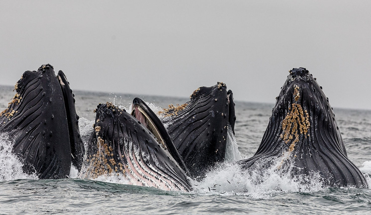 Pod of Whales