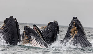 Pod of Whales