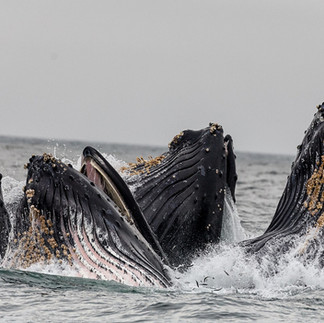 Breaching Humpback Whales