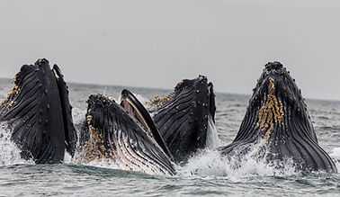 Pod of Whales