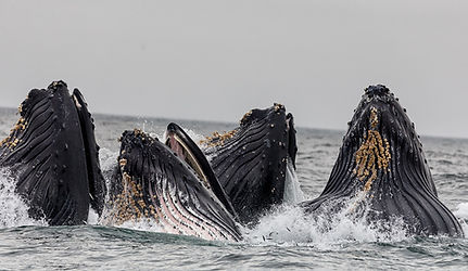 Pod of Whales