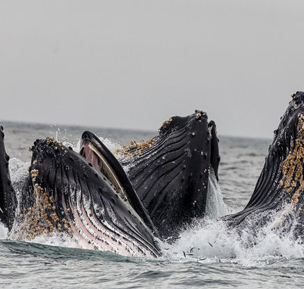 Cuestionario autoevaluación identidad Profesional e inventario de comportamiento.