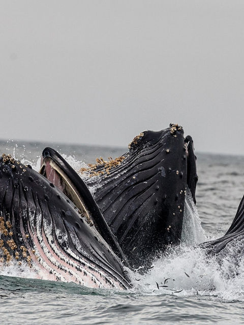 Calentamiento global pone a dieta a las ballenas antárticas