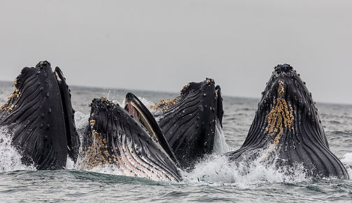 Pod of Whales