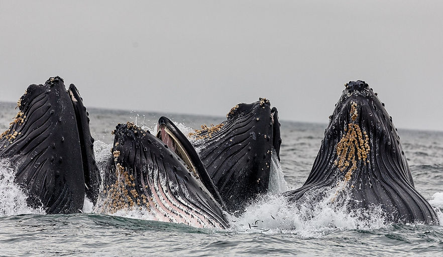 Pod of Whales