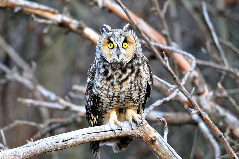 Longeared Owl Roost Cam is streaming LIVE again!