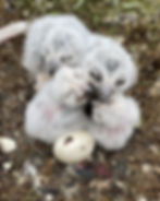 Pile of Snowy Owl chicks in the nest.