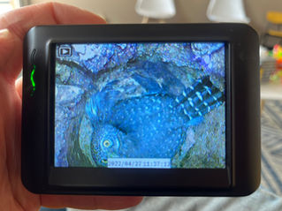 Whooo is in there? Peeper cam lets us see what’s happening in owl cavities