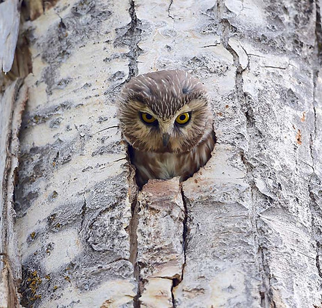 Saw Whet owl, cavity nester